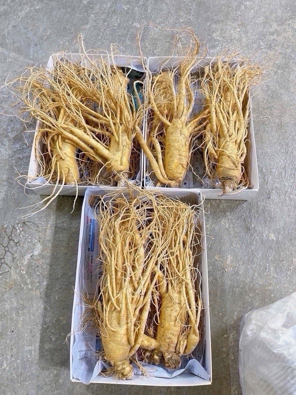  BẢNG GIÁ SÂM TƯƠI HÀN QUỐC CHÍNH HÃNG 