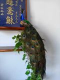  🦚 CHIM CÔNG DECOR – ĐIỂM NHẤN SANG TRỌNG CHO KHÔNG GIAN 