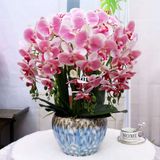  Bình Hoa Lan Hồ Điệp Giả Trang Trí Tết BKCECN-9720 