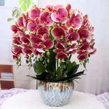  Bình Hoa Lan Hồ Điệp Giả Trang Trí Tết BKCECN-9720 