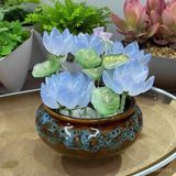  Chậu Hoa Sen Đá Pha Lê Màu Xanh Ngọc BKCECN-9760 