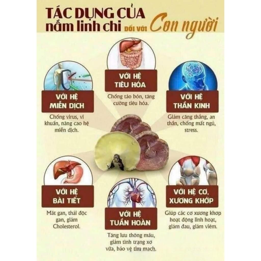  Nấm Linh Chi Đỏ Túi Nâu BKHEKR-9357 