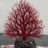  Cây San Hô Đỏ Tự Nhiên Độc Nhất Vô Nhị BKHFCN-9015 