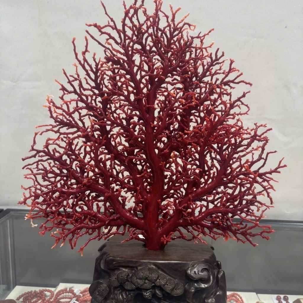  Cây San Hô Đỏ Tự Nhiên Độc Nhất Vô Nhị BKHFCN-9015 