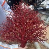  Cây San Hô Đỏ Tự Nhiên Độc Nhất Vô Nhị BKHFCN-9015 