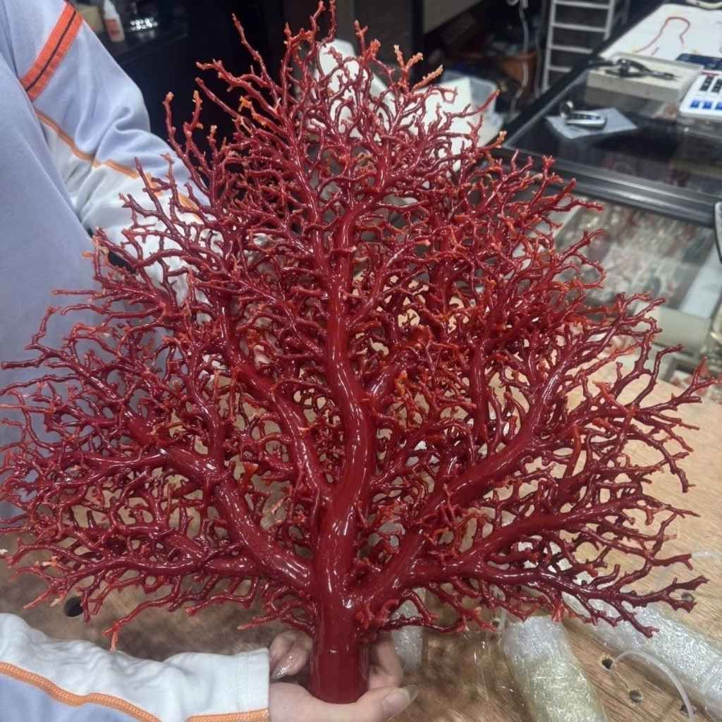  Cây San Hô Đỏ Tự Nhiên Độc Nhất Vô Nhị BKHFCN-9015 