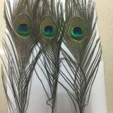  Lông Đuôi Công Tự Nhiên Trang Trí BKHFCN-9018 