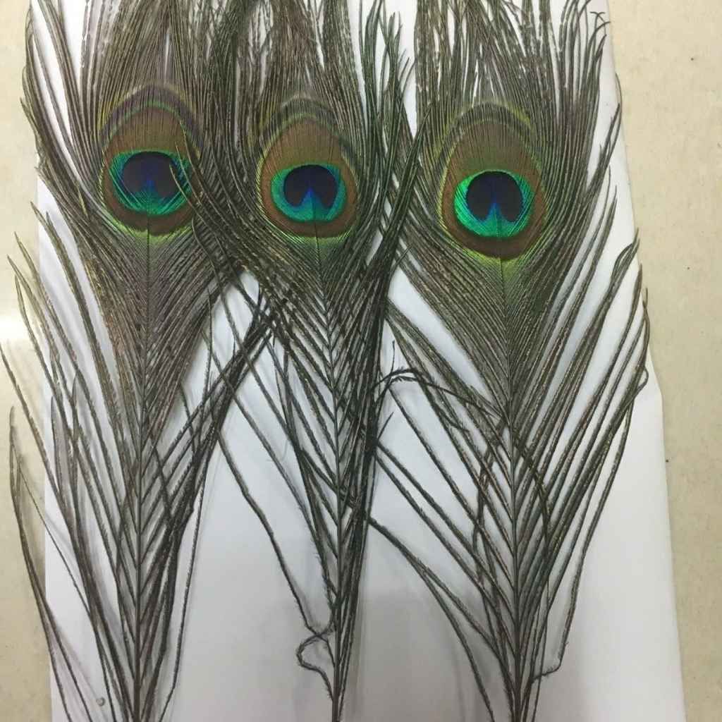  Lông Đuôi Công Tự Nhiên Trang Trí BKHFCN-9018 