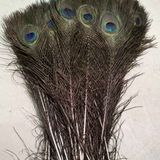  Lông Đuôi Công Tự Nhiên Trang Trí BKHFCN-9018 