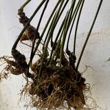  Sâm Tươi Củ Già Xanh Rêu Bán Tự Nhiên Dinh Dưỡng Cao BKNHVN-9020 