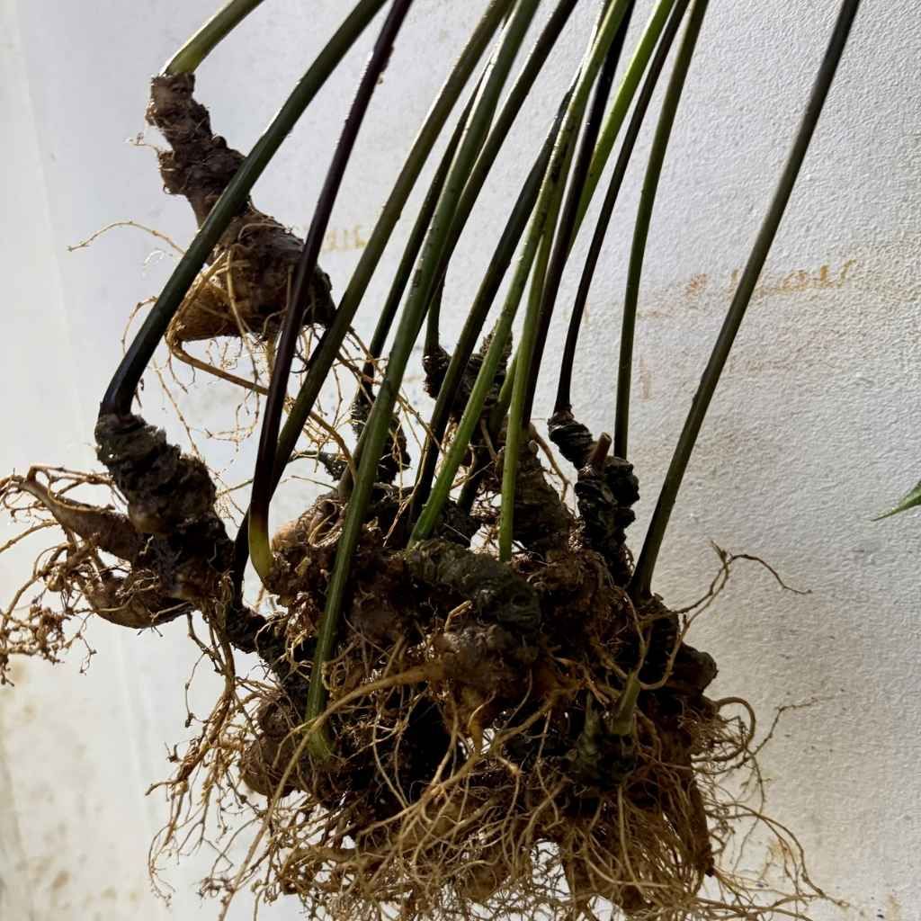  Sâm Tươi Củ Già Xanh Rêu Bán Tự Nhiên Dinh Dưỡng Cao BKNHVN-9020 