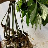  Sâm Tươi Củ Già Xanh Rêu Bán Tự Nhiên Dinh Dưỡng Cao BKNHVN-9020 