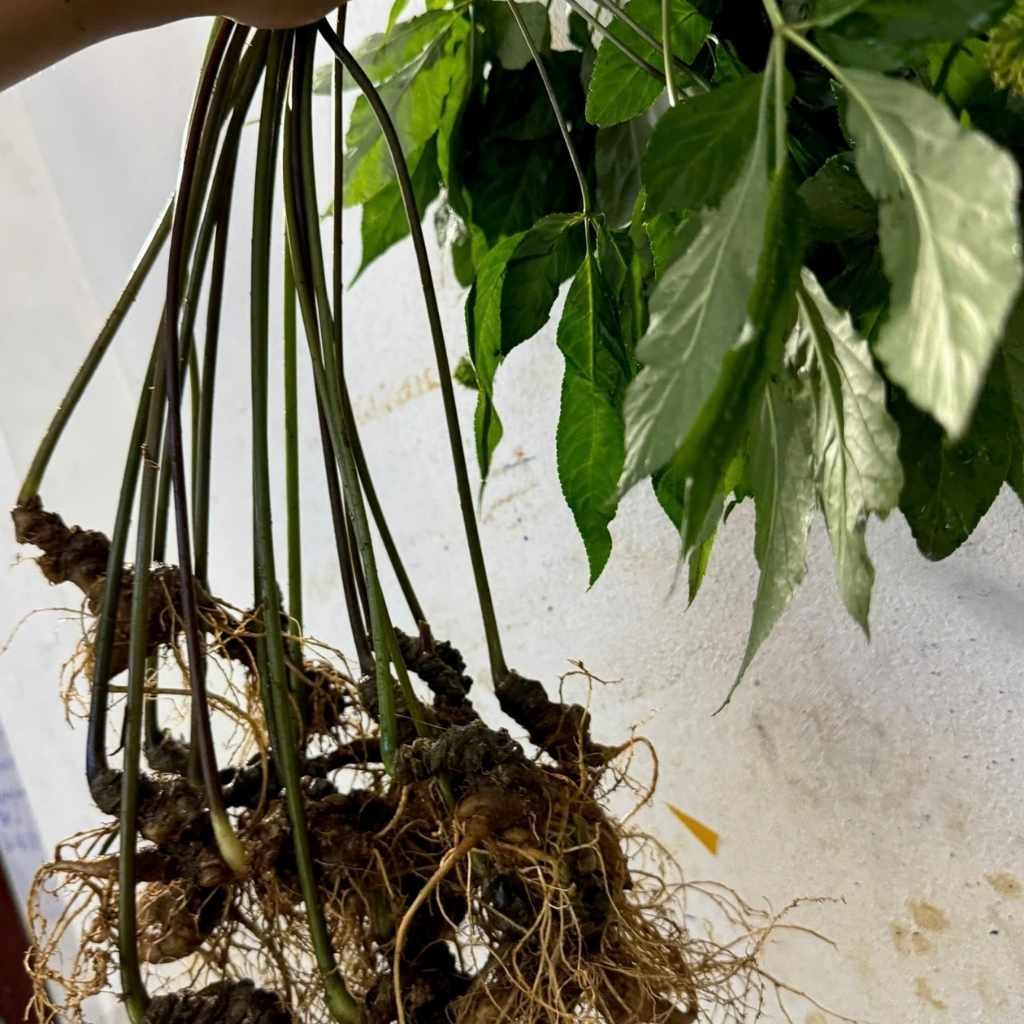  Sâm Tươi Củ Già Xanh Rêu Bán Tự Nhiên Dinh Dưỡng Cao BKNHVN-9020 