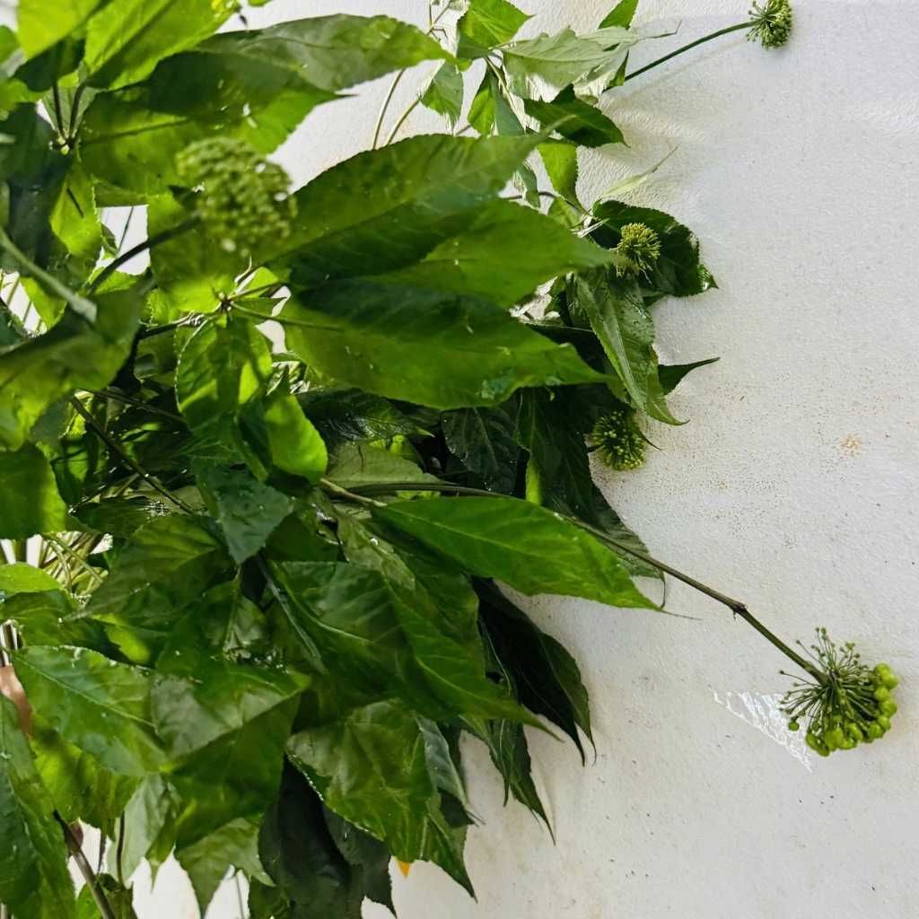  Sâm Tươi Củ Già Xanh Rêu Bán Tự Nhiên Dinh Dưỡng Cao BKNHVN-9020 