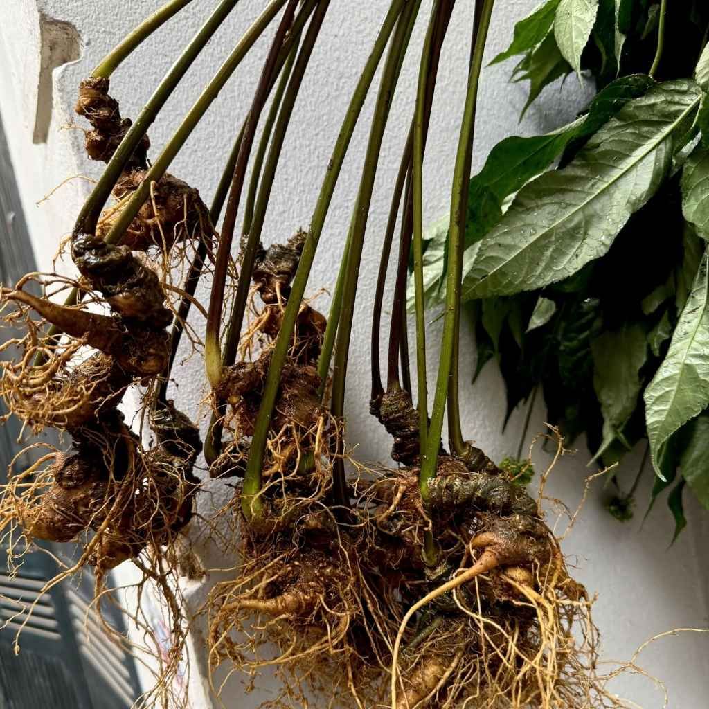  Sâm Tươi Củ Già Xanh Rêu Bán Tự Nhiên Dinh Dưỡng Cao BKNHVN-9020 