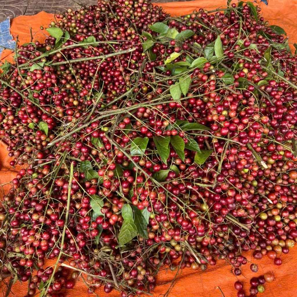  Nho Rừng Tươi Sạch BKNHVN-9022 