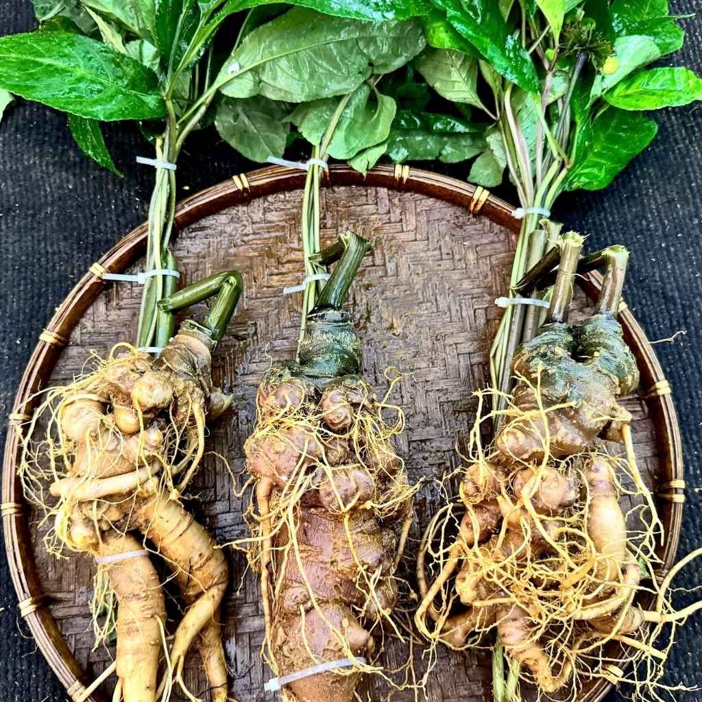  Sâm Rừng Vùi 3 Củ/kg BKNHVN-9026 
