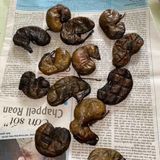  Dạ Dày Nhím Rừng BKNHVN-9031 