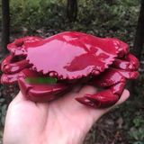  Cua Ngọc Màu Huyết Dụ Sưu Tầm BKSTCN-9595 