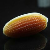  Bắp ngô ngọc hoàng long BKSTCN-9642 