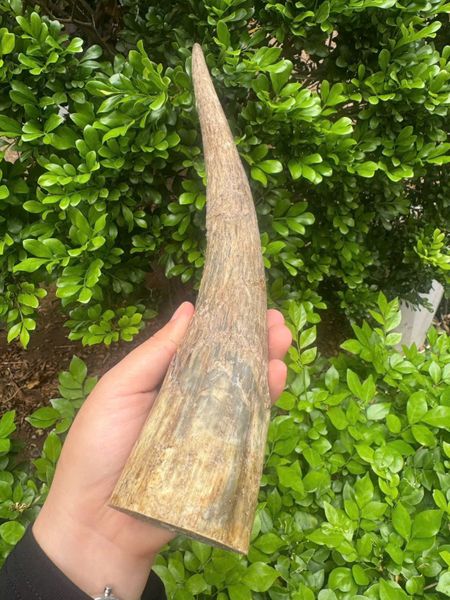  Sừng trâu nước trắng chuẩn hàng có ship 