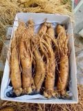  BẢNG GIÁ SÂM TƯƠI HÀN QUỐC CHÍNH HÃNG 