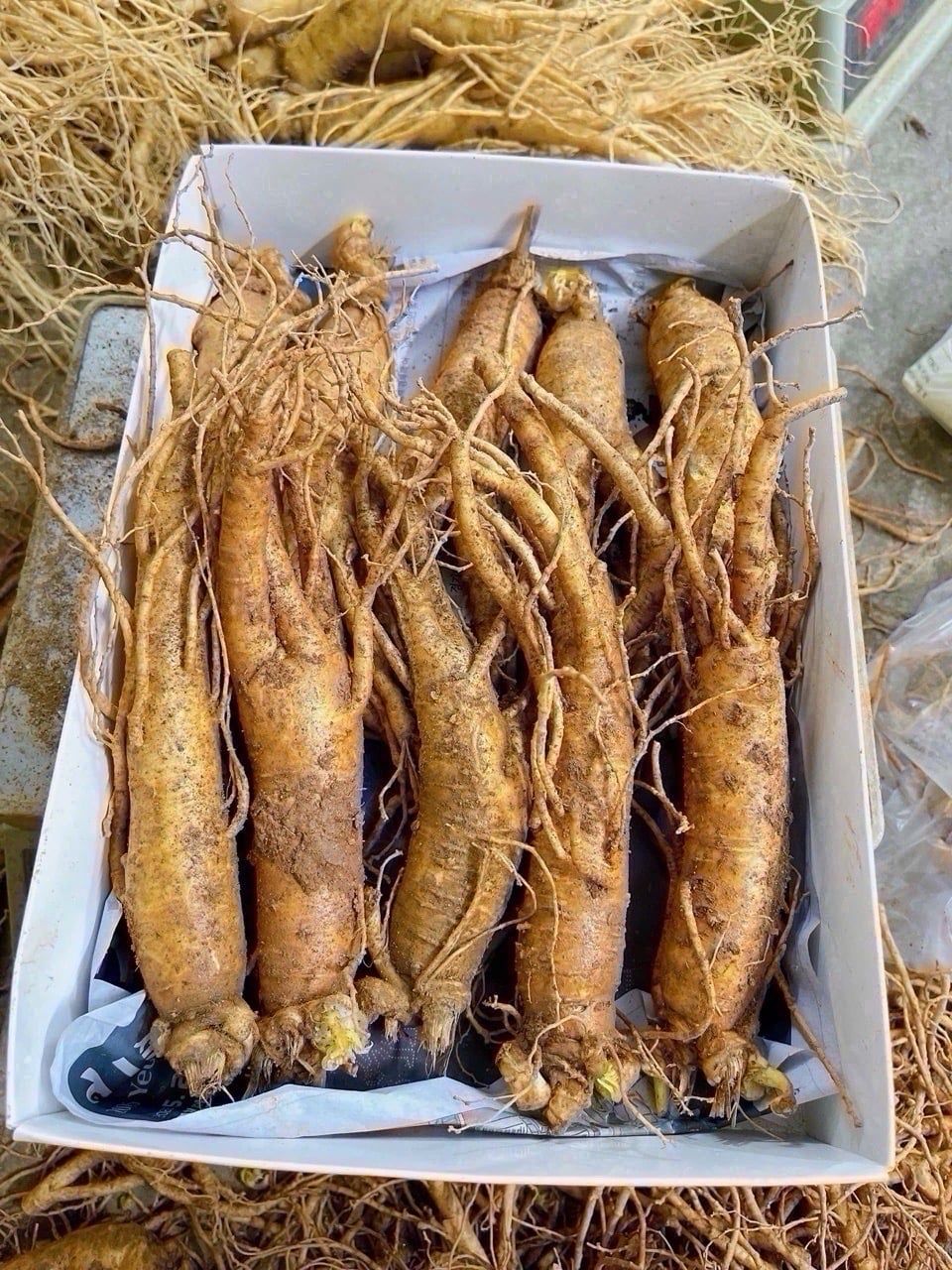 BẢNG GIÁ SÂM TƯƠI HÀN QUỐC CHÍNH HÃNG 