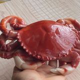  Tượng Cua Ngọc màu đỏ BKSTCN-9378 