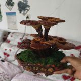  Bonsai tiểu cảnh cây Nấm Linh Chi BKCECN-10150 