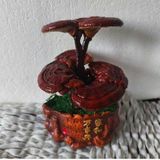  Bonsai tiểu cảnh cây Nấm Linh Chi BKCECN-10150 