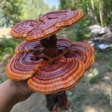  Bonsai tiểu cảnh cây Nấm Linh Chi BKCECN-10150 