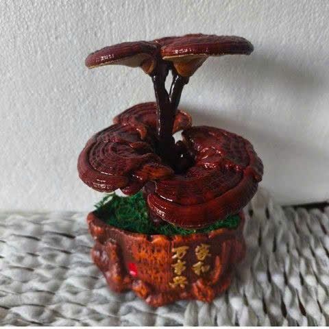  Bonsai tiểu cảnh cây Nấm Linh Chi BKCECN-10150 