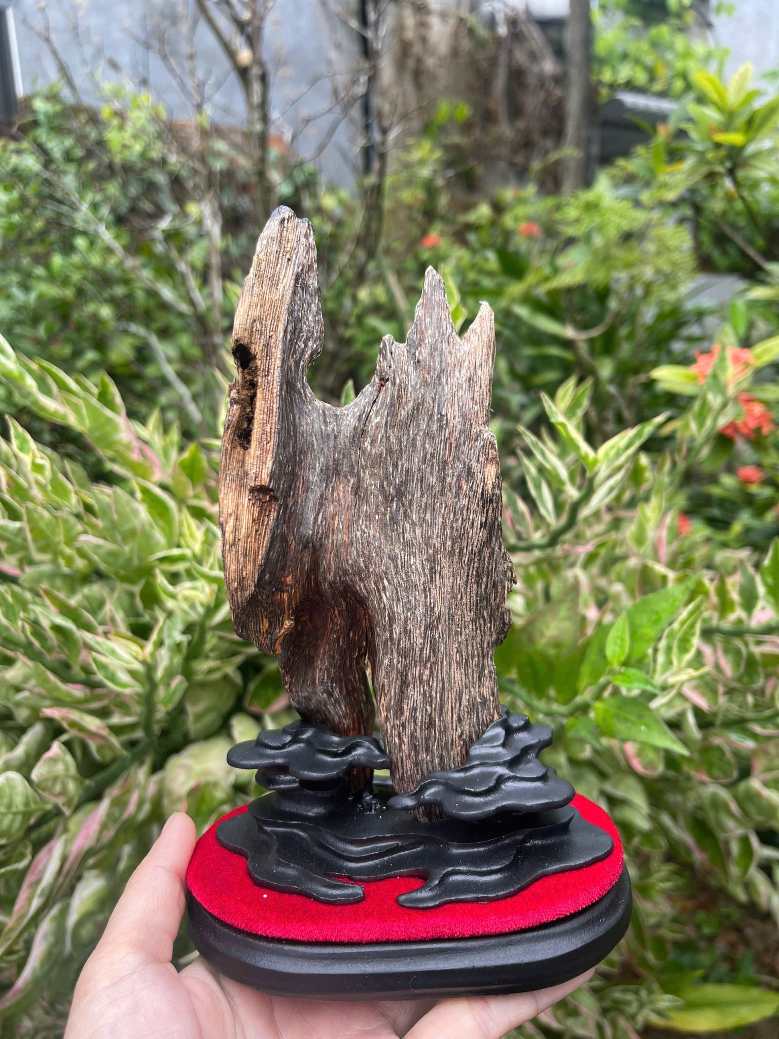  Trầm cảnh tự nhiên dầu đen cao cấp BKWOCN-9279 