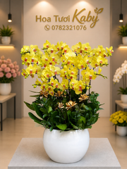Chậu Lan Hồ Điệp Vàng 18 Cây