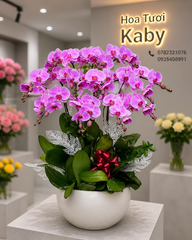 Chậu Lan Hồ Điệp 12 Cành Hồng