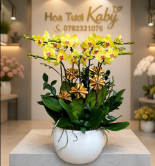 Chậu Lan Hồ Điệp Vàng 7 Cây