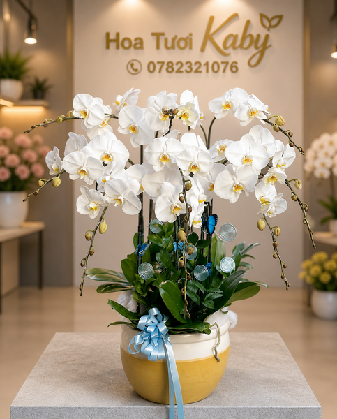 Chậu Lan Hồ Điệp 9 Cây Trắng