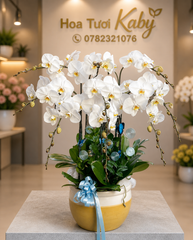 Chậu Lan Hồ Điệp 9 Cây Trắng