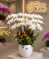 CHẬU LAN HỒ ĐIỆP - MAY MẮN