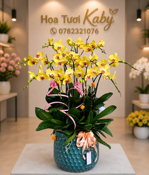 Chậu Lan Hồ Điệp Vàng 12 Cây