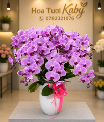 Chậu Lan Hồ Điệp 12 Cây Màu Hồng