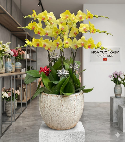 Chậu Lan Hồ Điệp Vàng 9 Cây
