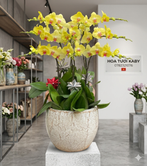 Chậu Lan Hồ Điệp Vàng 9 Cây