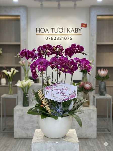 Chậu Lan Hồ Điệp Đột Biến 8 Cây