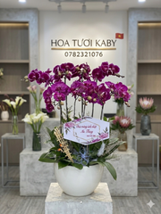 Chậu Lan Hồ Điệp Đột Biến 8 Cây