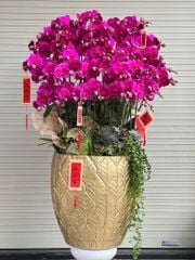 Chậu lan hồ điệp tím sang trọng - 36 cành Tài Lộc Khai Xuân - Phát Tài Phát Lộc
