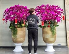 Chậu lan hồ điệp tím sang trọng - 36 cành Tài Lộc Khai Xuân - Phát Tài Phát Lộc