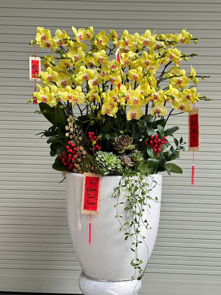 Chậu Lan Hồ Điệp Kim Xuân Cát Tường - 20 cành vàng