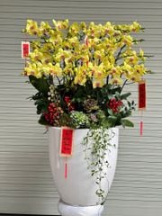 Chậu Lan Hồ Điệp Kim Xuân Cát Tường - 20 cành vàng