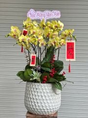 Lan Hồ Điệp Phú Quý Đón Xuân